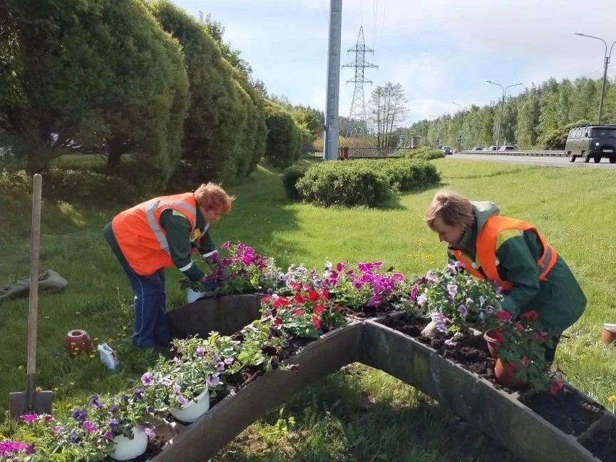 В Сестрорецке продолжают благоустраивать цветники.