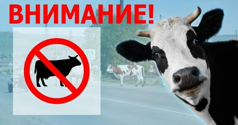 ⚠️ ВАЖНО ДЛЯ ВЛАДЕЛЬЦЕВ КРУПНОГО РОГАТОГО СКОТА, КОЗ, ОВЕЦ И ЛОШАДЕЙ ⚠️