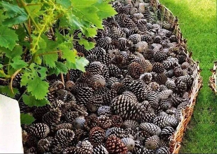 🌲 Сосновые шишки: суперудобрение для сада