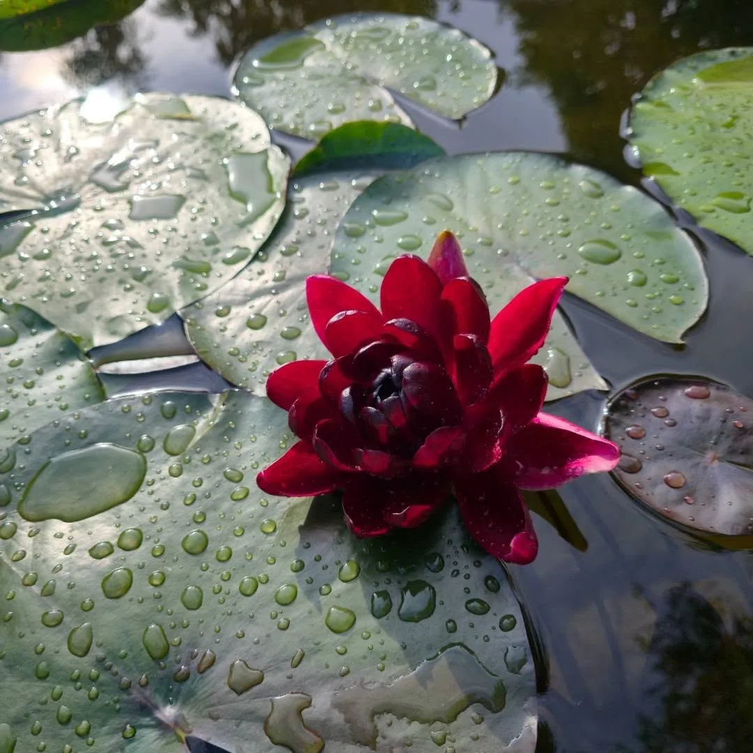 Неделя, которую легко пропустить. И потом жалеть 🌿