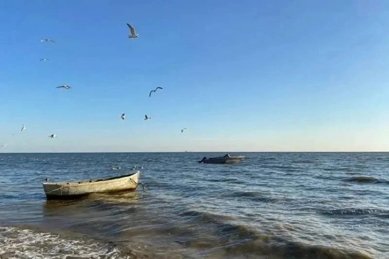 В Таганрогском заливе из-за роста солёности могут исчезнуть привычные виды рыб.