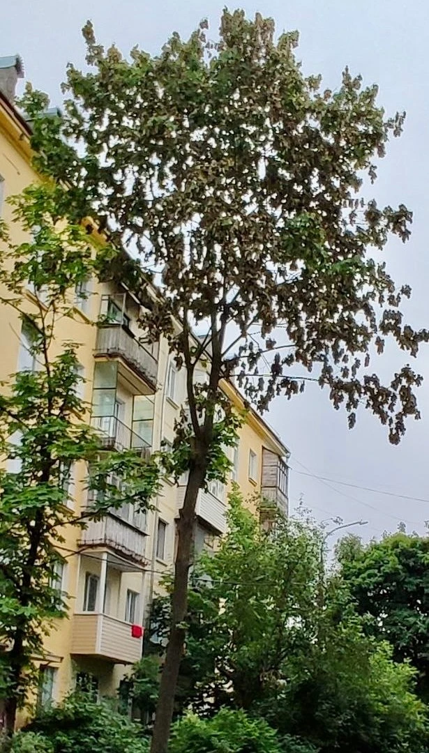 Почему засохло дерево?

Пишет наша подписчица:
Просто крик души и дикое возмущение! Посмотрите на эт