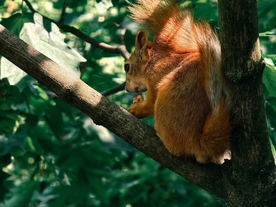 🐿️Прелестные жительницы Битцевского леса

В Битцевском лесу снова попали в объектив местные красави
