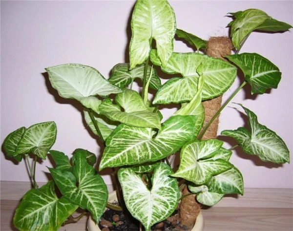 🌿Комнатные растения🌿

Сингониум — красивое ампельное растение из семейства ароидных, насчитывающее