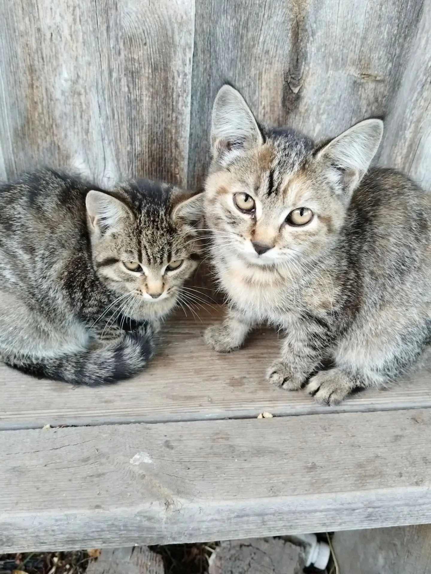 🐾 Две маленькие жизни ищут дом и тепло! Привезе́м САМИ‼
