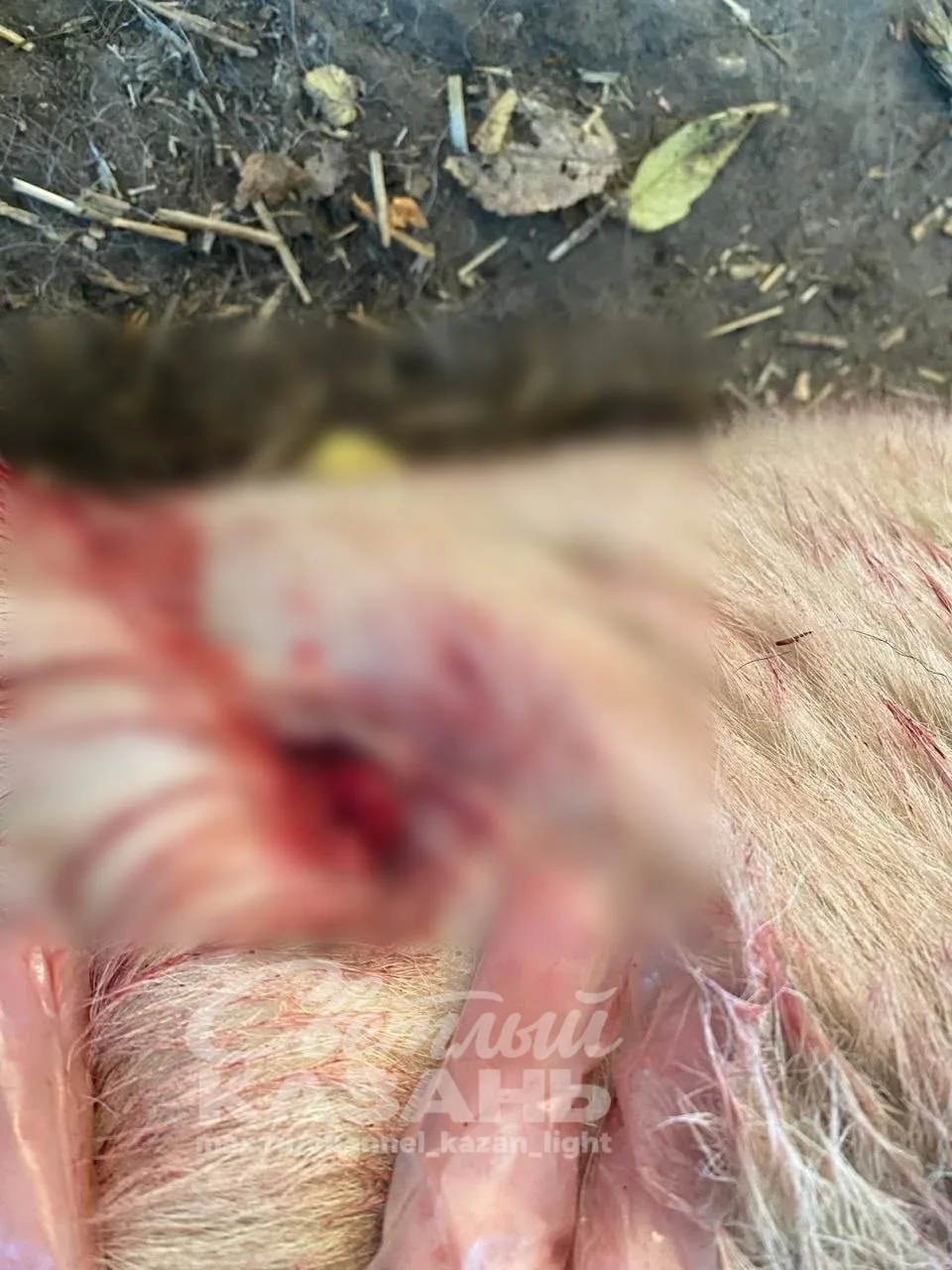 ❗️ В Казани неизвестный несколько часов жестоко издевался над собакой