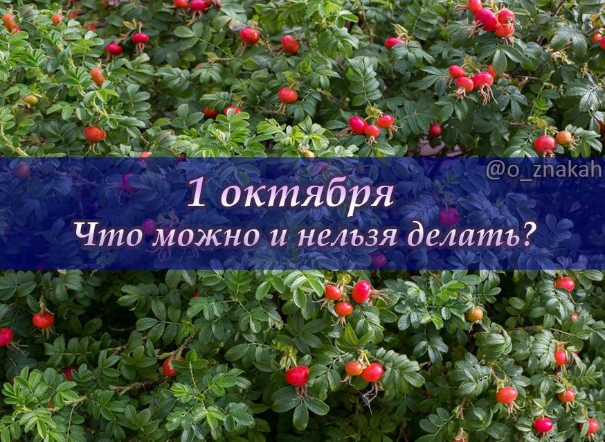📅 Что можно и нельзя делать 1 октября (день Арины Шиповницы): народные приметы