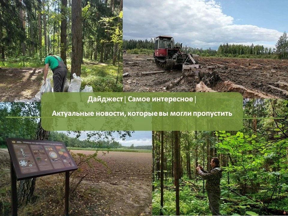 Дайджест лесного хозяйства/Самое интересное/Актуальные новости, которые вы могли пропус...