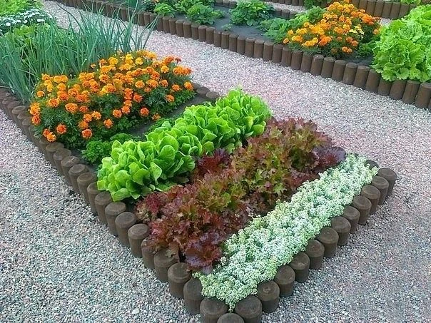 🛑 Дружба или вражда? Полный гид по совместимости растений на грядках!
Дачный сезон в разгаре, а это