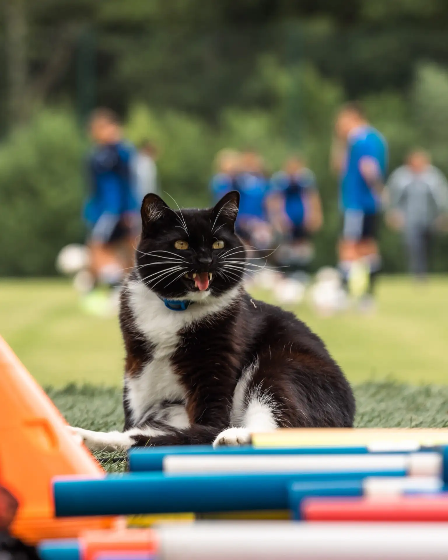 ИГРОК НА ПРОСМОТРЕ 🐱

Вот такой пушистый смотрящий живет на нашей базе в Светлогорске

Сколько лайк