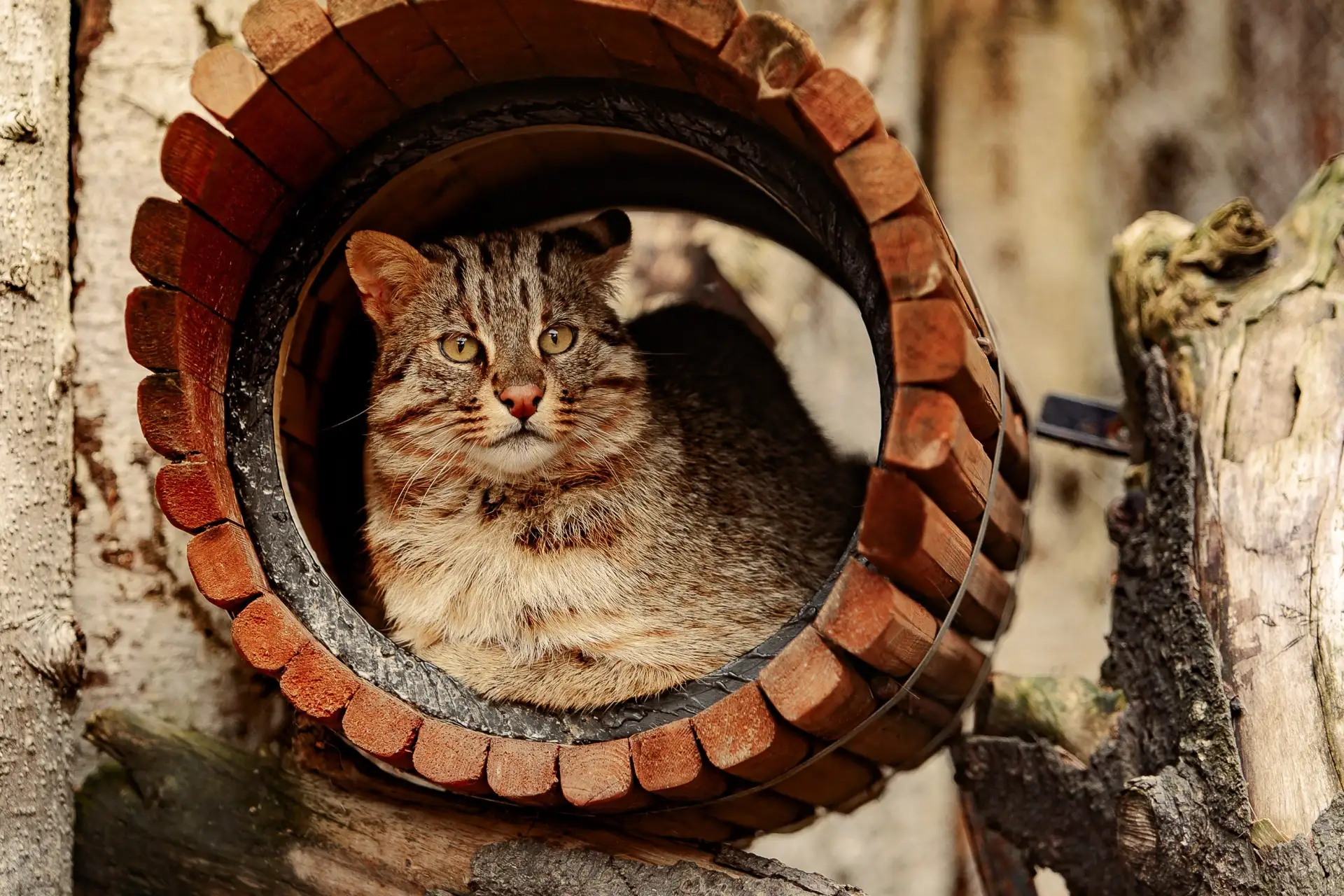 🐾 Уже традиционно начинаем неделю с очаровательной фотоподборки.

📸 Н. Харламова

#ЖивотныеОстровн
