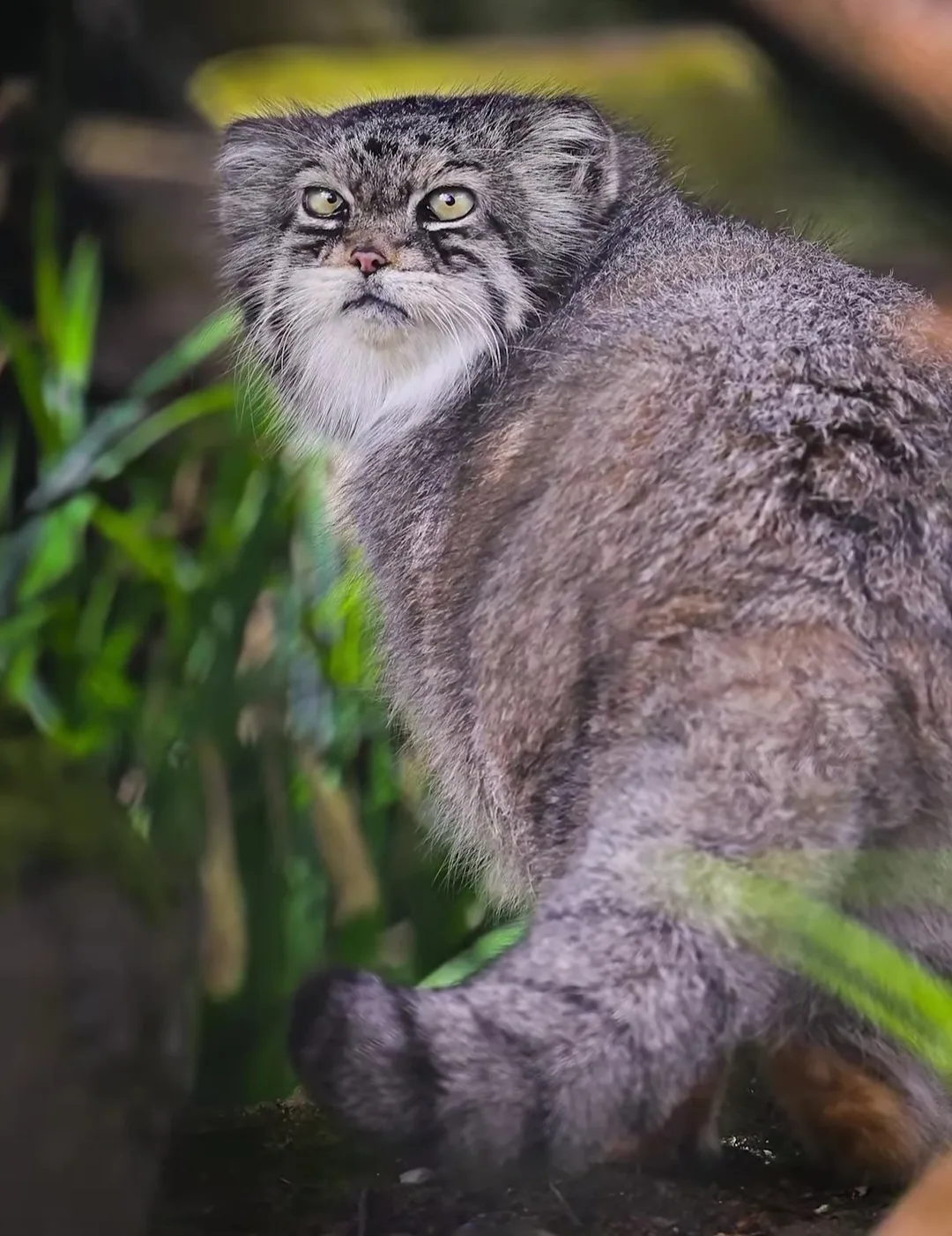 Строгий Джучи😾
Парк диких животных Хоулеттс
