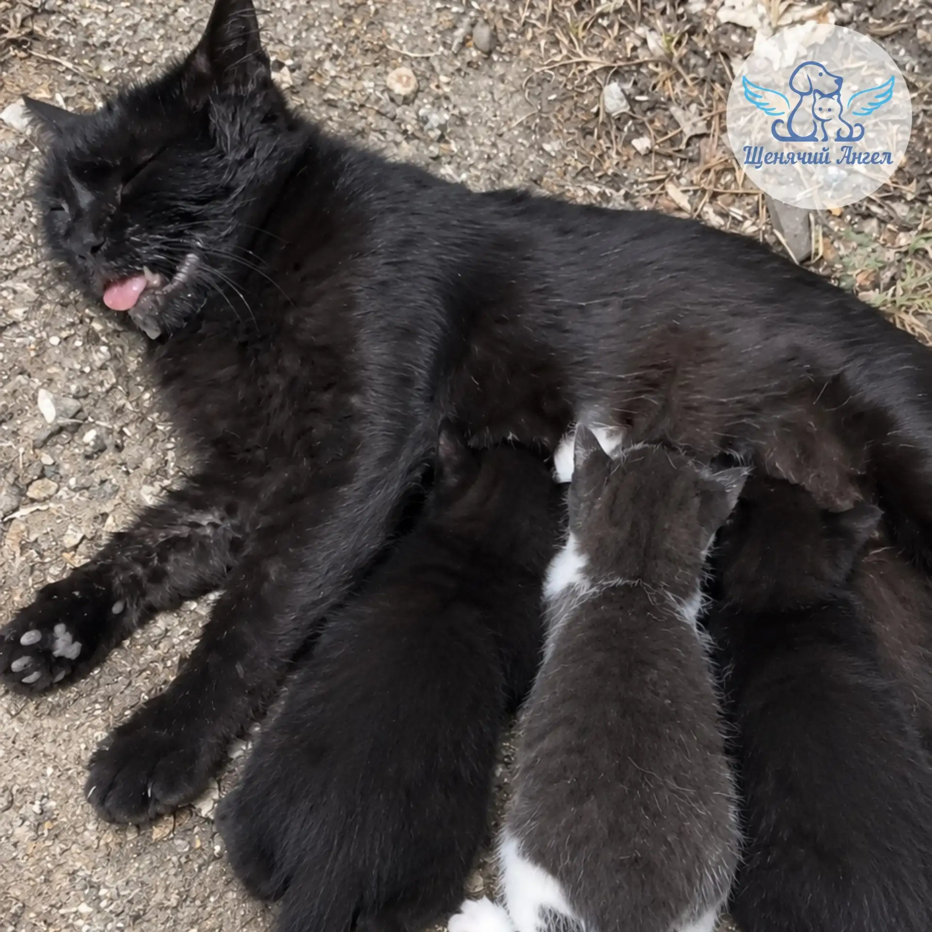 🆘🆘🆘 КОРМЯЩУЮ КОШКУ СБИЛИ И ОСТАВИЛИ УМИРАТЬ У ДОРОГИ!