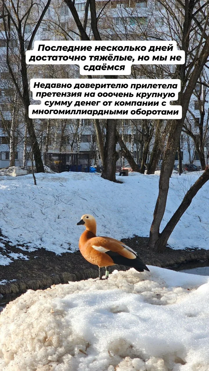 Доверителю поступила претензия, крупная сумма, от ведущей компании по производству таба...