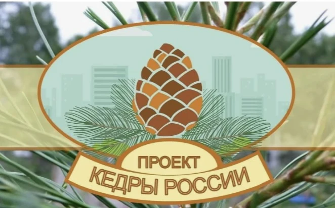 Уважаемые жители, подавшие заявки на саженцы кедра в рамках проекта "Кедры России"🇷🇺