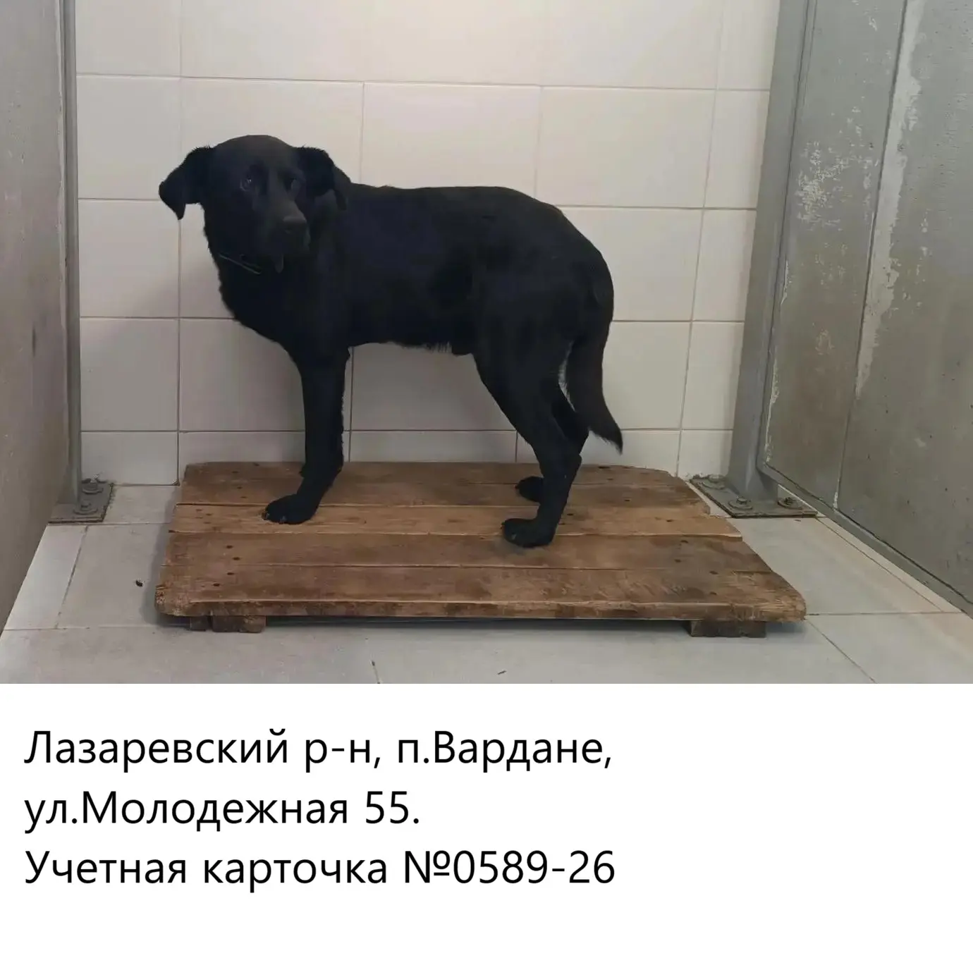 06.08.2026 был отлов собак по адресам: