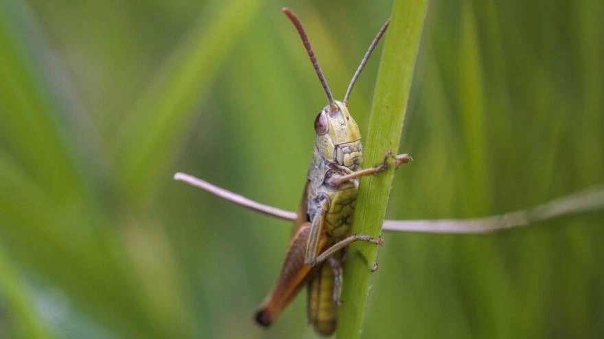🦗 В Воронежской области саранча начала переходить во взрослую стадию.

В Воронежской области личинк