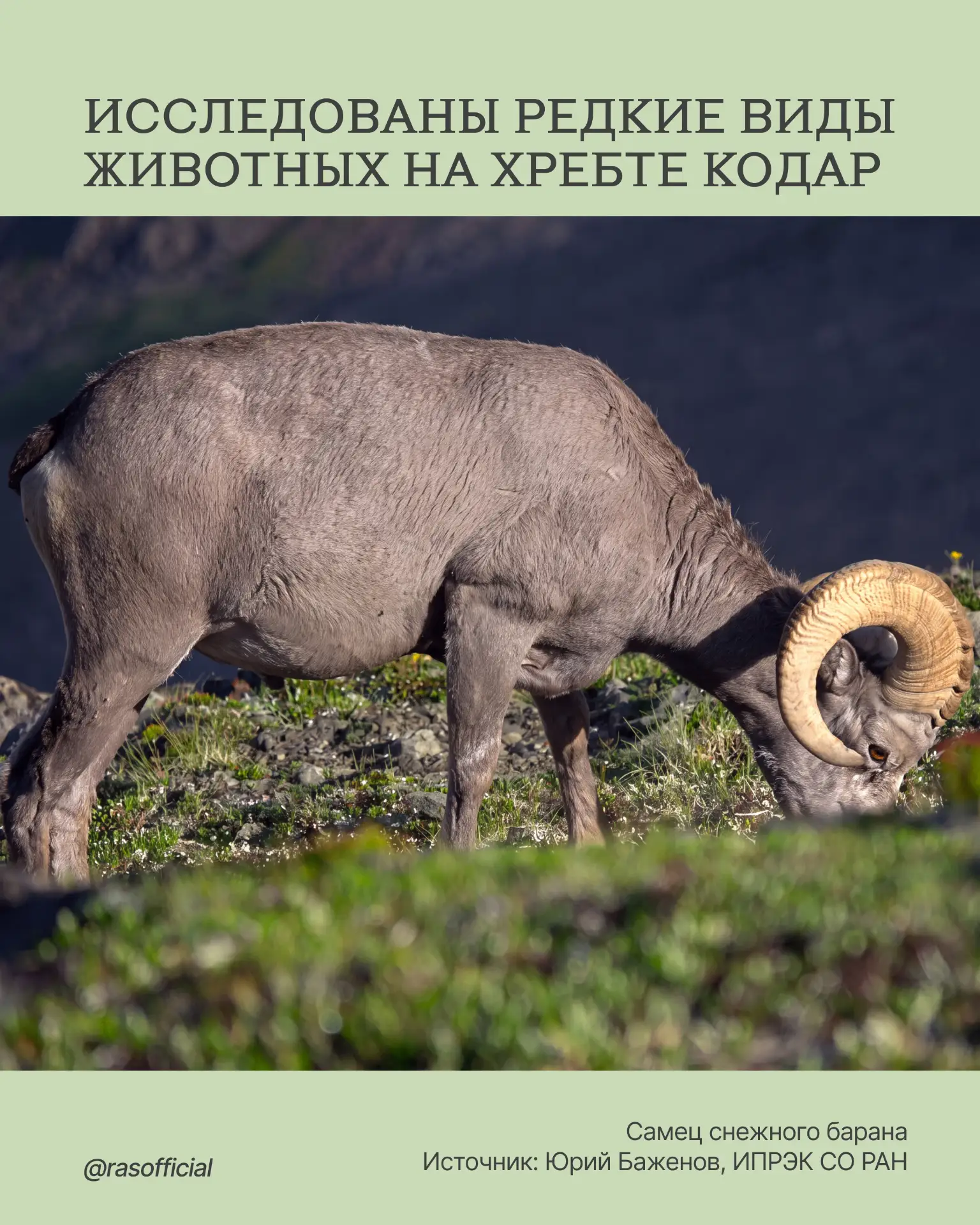 Исследованы редкие виды животных на хребте Кодар

Специалисты Института природных ресурсов, экологии