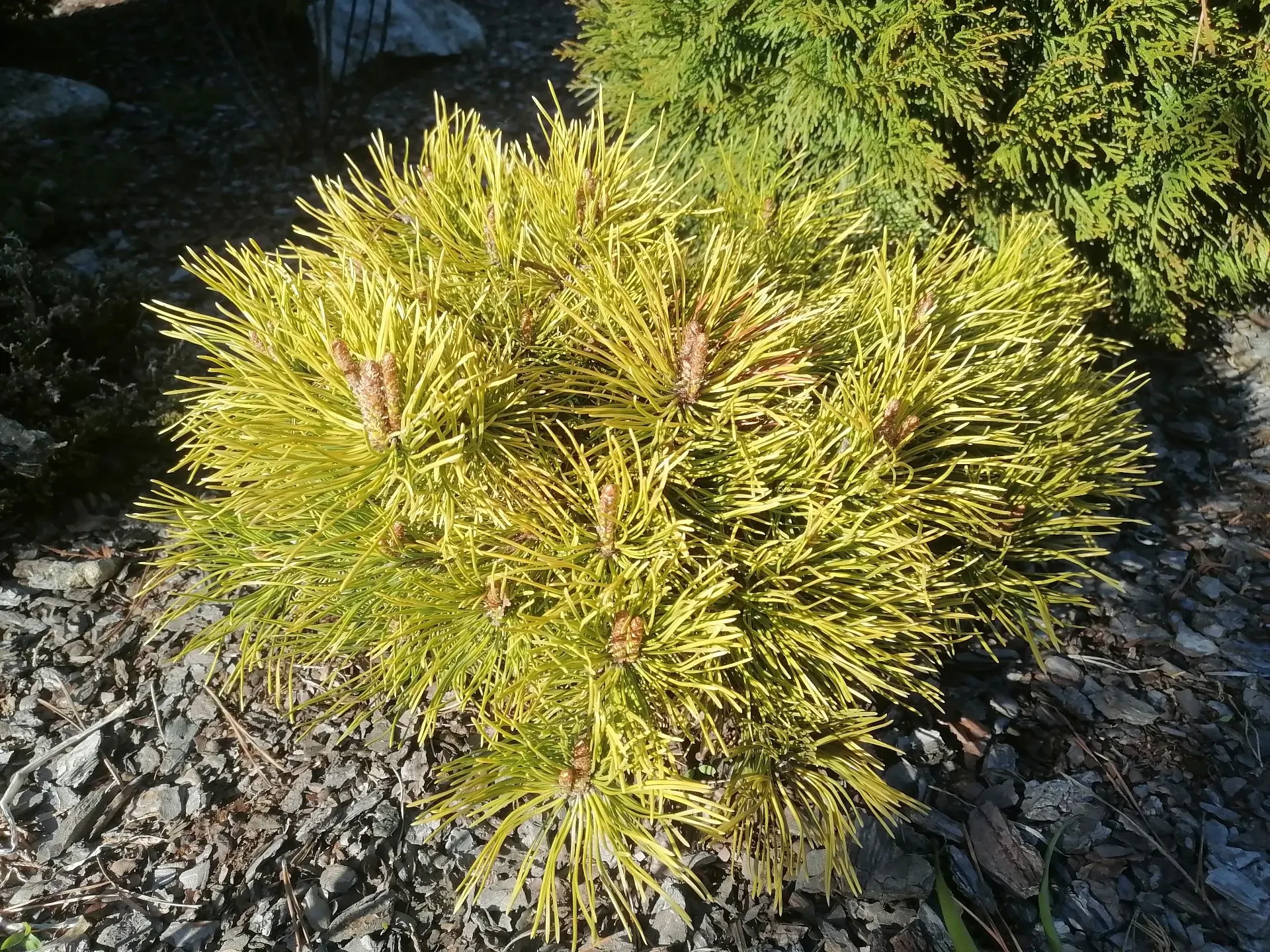 Pinus mugo 'Lemon'
Сосна горная

Свердловская область, Средний Урал
Возраст: 7 лет
Размер: ширина 40