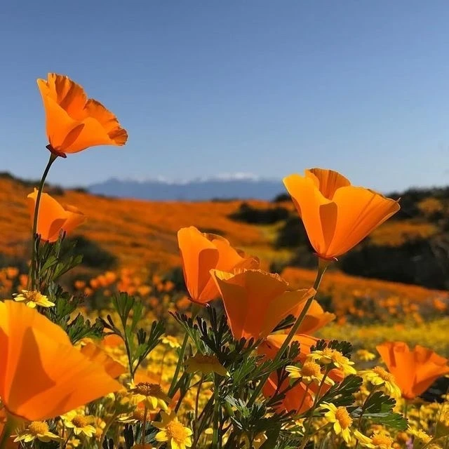 Славы богине Купалы🧡 на её период от моего соратника Франка🙌
