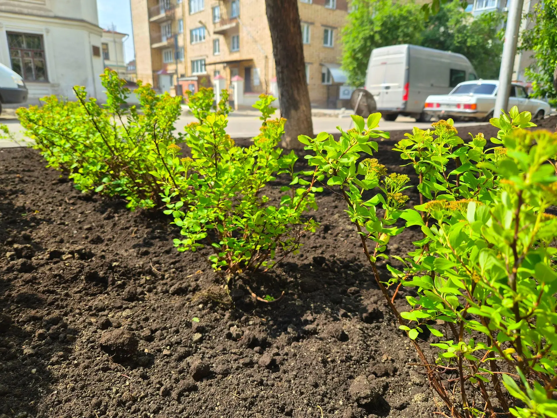 Старт озеленения улиц Диктатуры пролетариата и Кирова 🌿

На днях прошла первая высадка зелёных наса