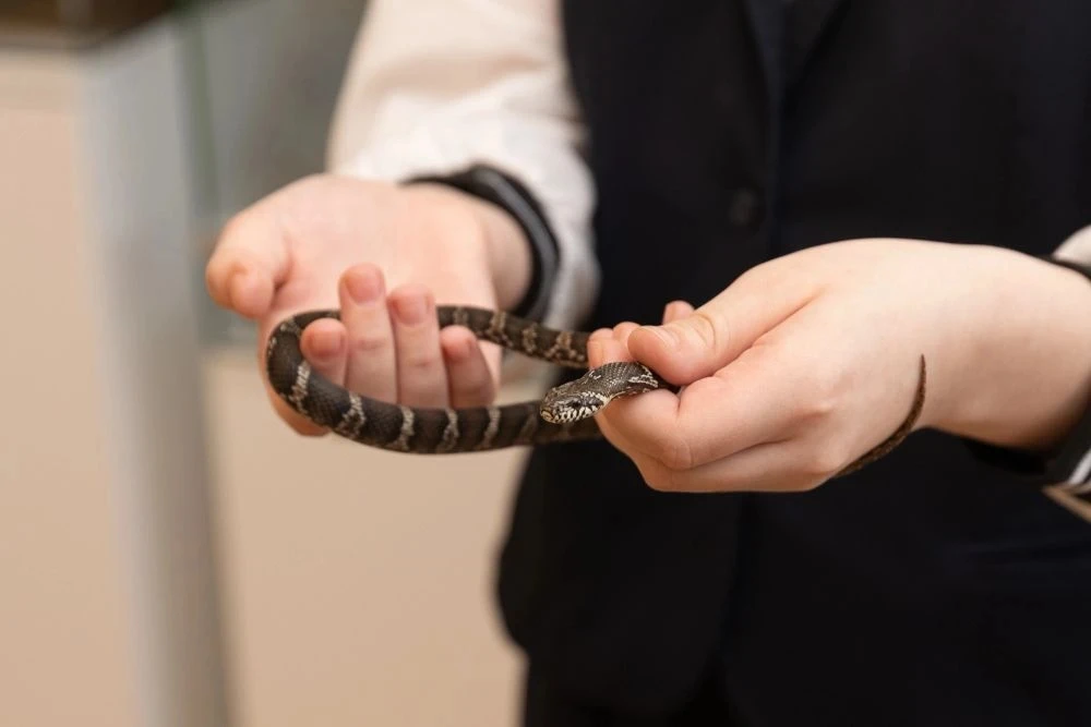 Дневник обитателей ЭБЦ. Всегда в движении 🐍