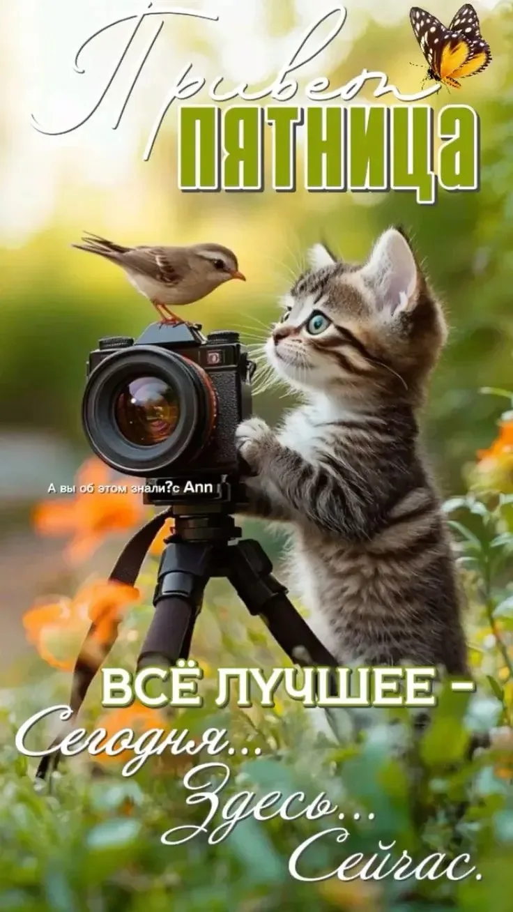 🌺ОТКРЫТКИ И ПОЗДРАВЛЕНИЯ 🌺