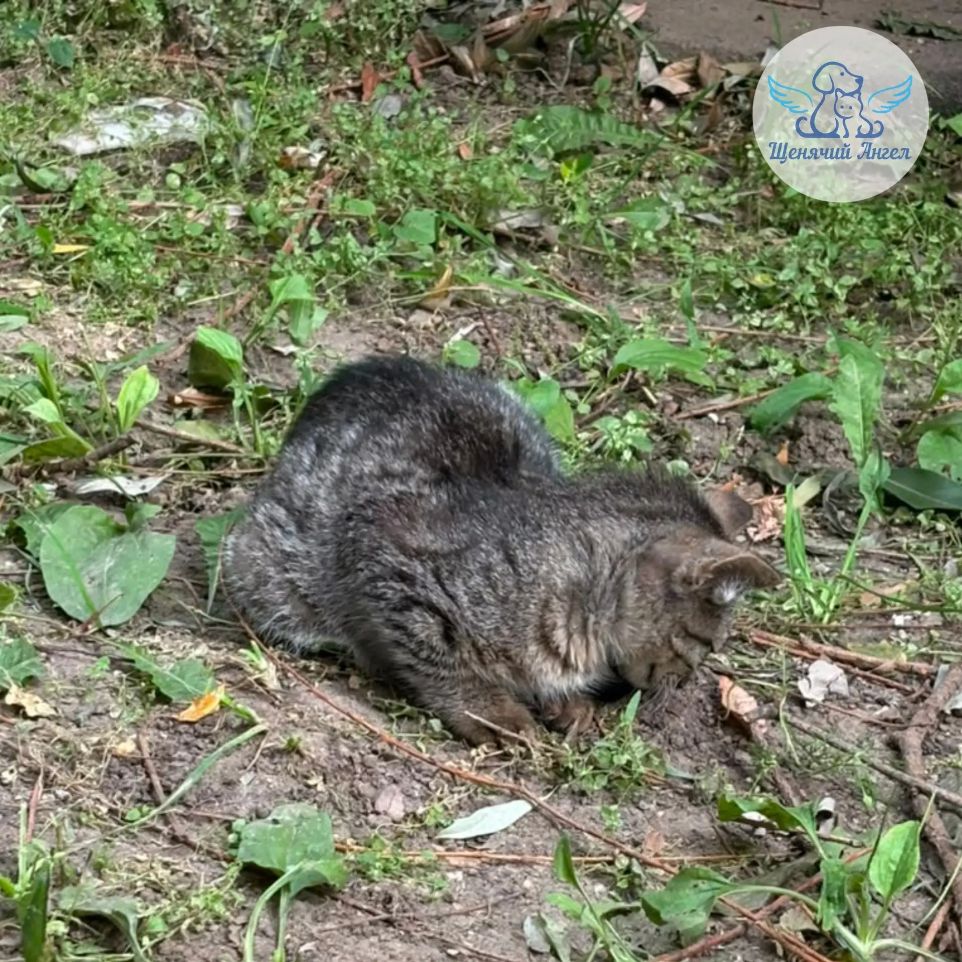 🆘🆘🆘 ИНФЕКЦИЯ УБИВАЕТ КОТЕНКА. ПОЖАЛУЙСТА, ПОМОГИТЕ СПАСТИ!