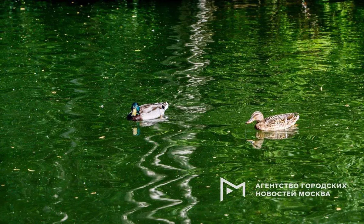 Из-за аномальной жары водоёмы Москвы и области начали активно цвести раньше обычного, п...
