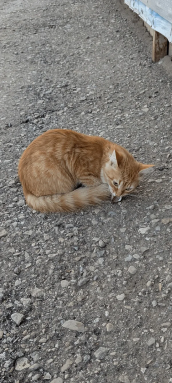 Чей котенок???