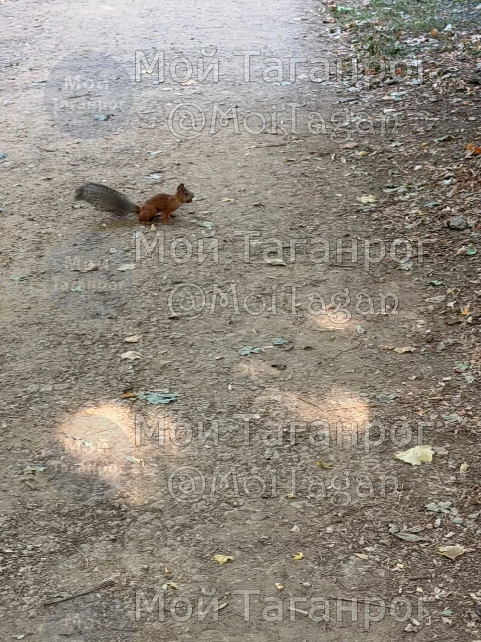 🐿 Доброго утра, Таганрог! ❤️ ☀️