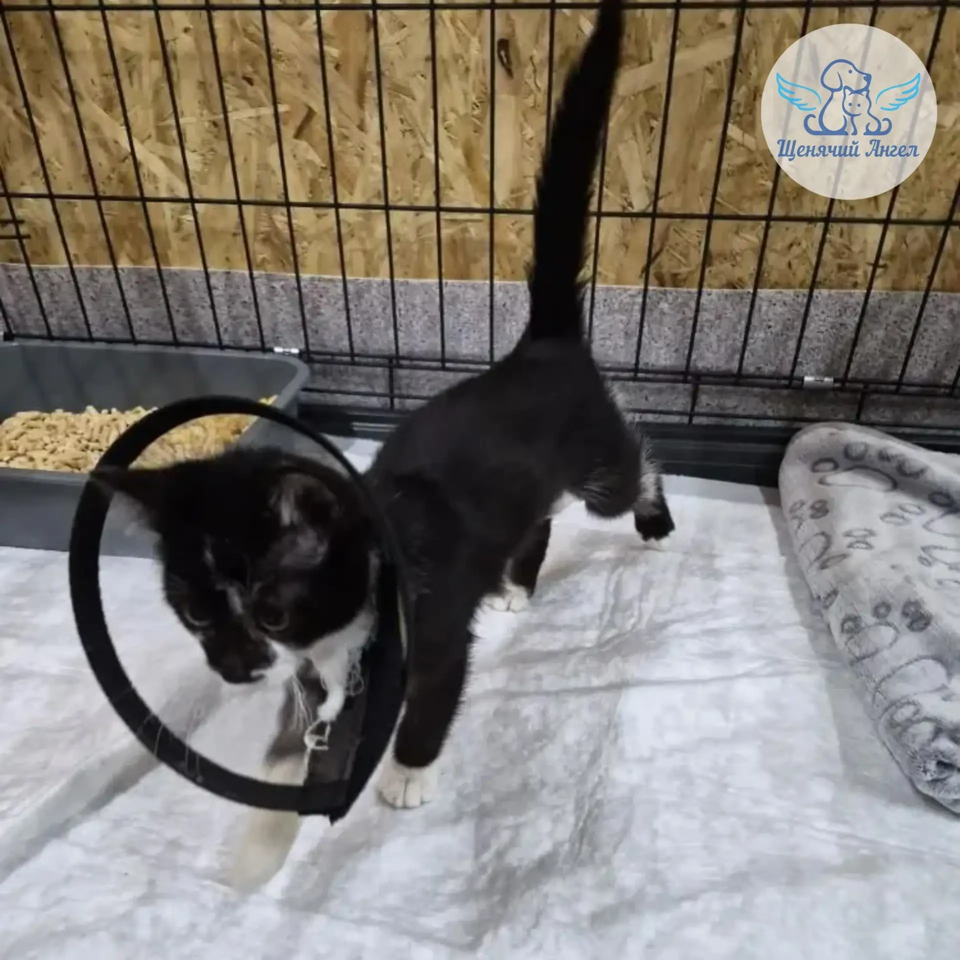 С ПОПОЛНЕНИЕМ НАС! ЗНАКОМЬТЕСЬ, МАЛЕНЬКАЯ КОШЕЧКА ЛИНА 🐱