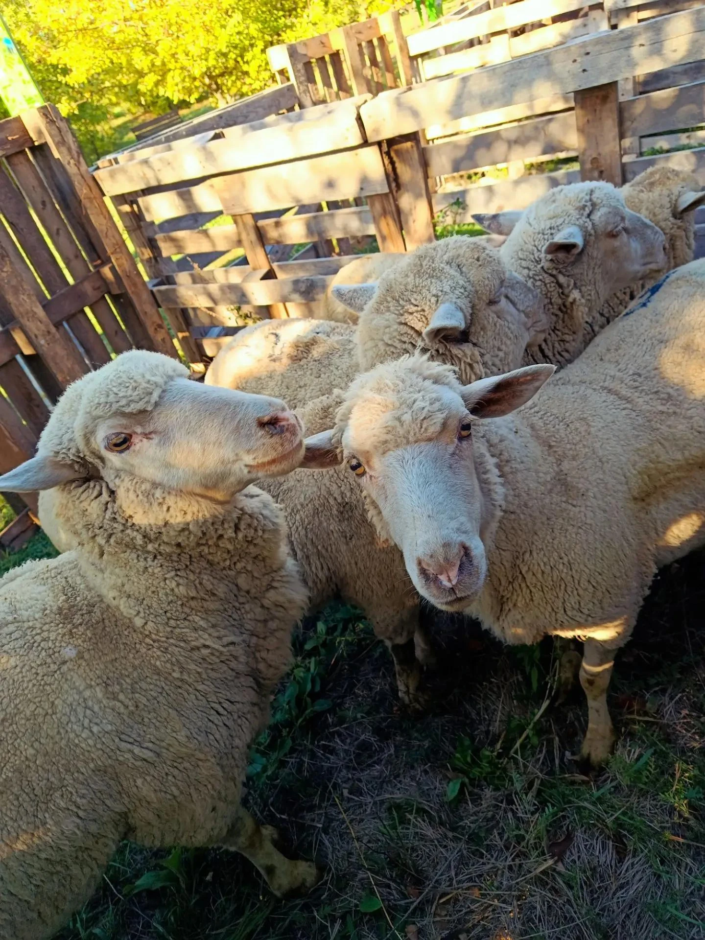 Звёзды нашего фестиваля! 🐑✨
