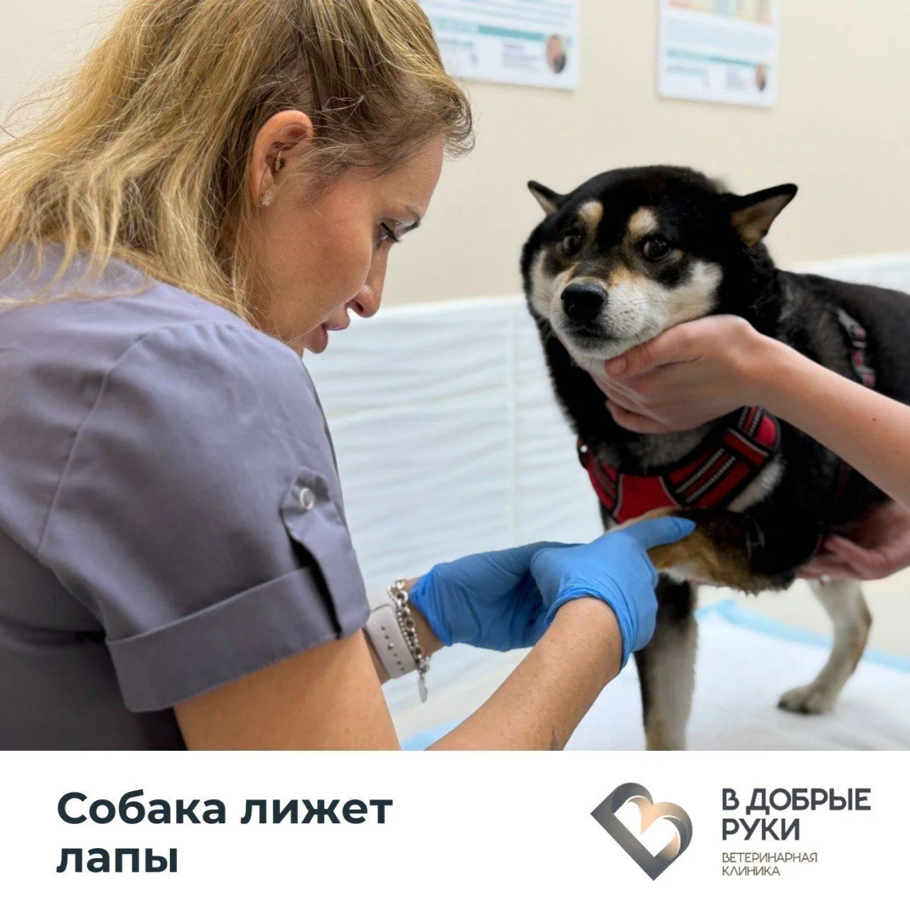 Лижет лапу - значит, нервничает
