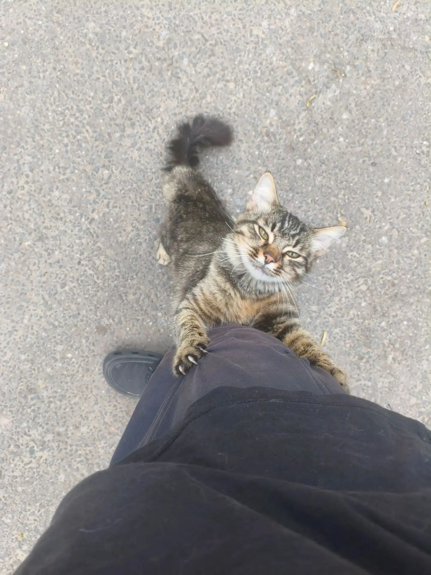 🐈‍⬛Хочу домой!🐈‍⬛