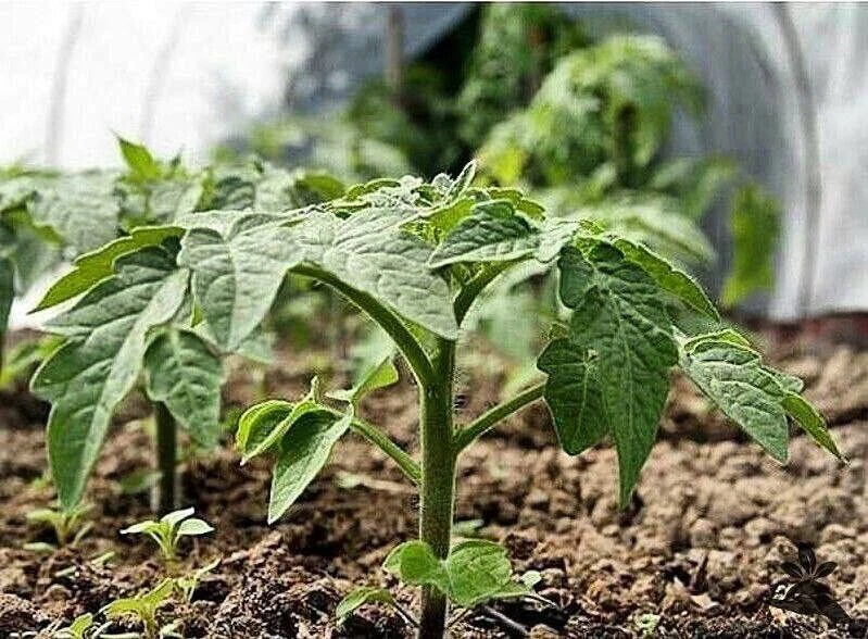 График подкормок томатной рассады 🌱