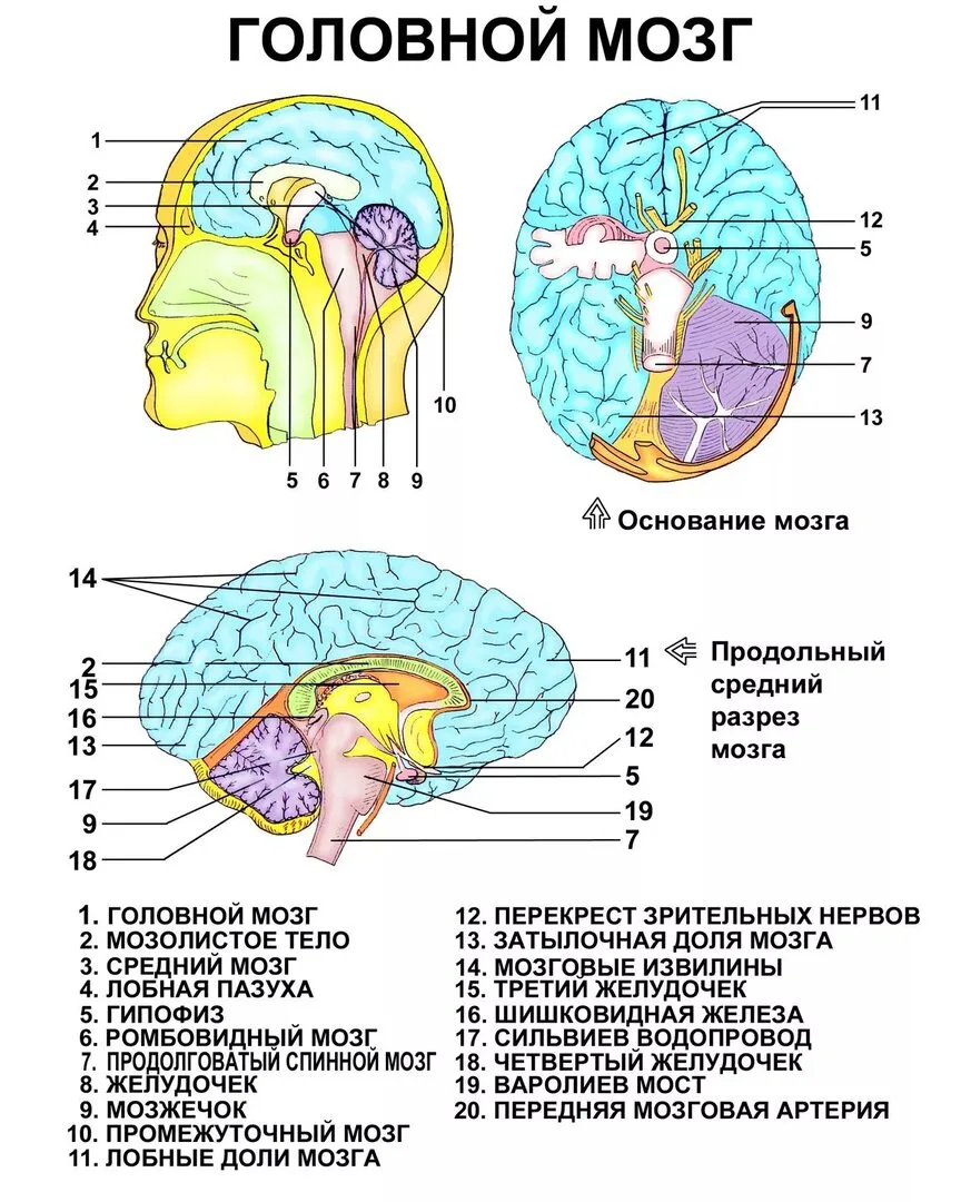 Головной мозг 🧠