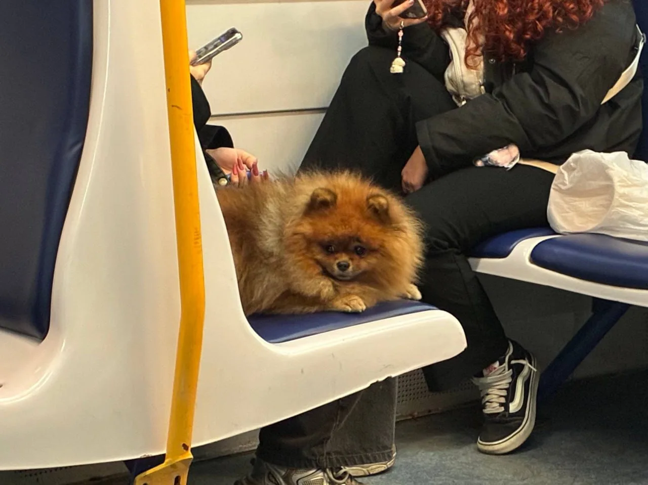 Катит домой.. 🐶