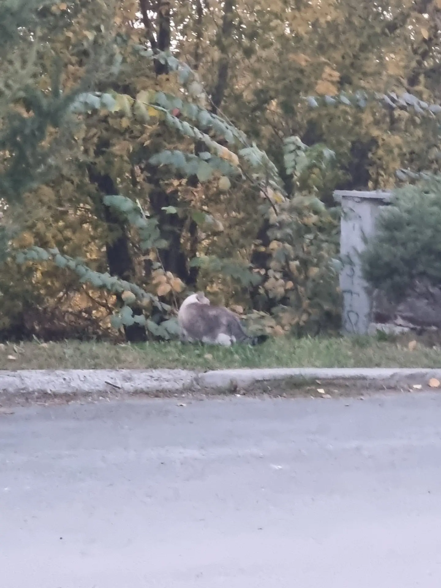 Замечена кошка /кот, серый окрас (Екатеринбург, Втузгородок)