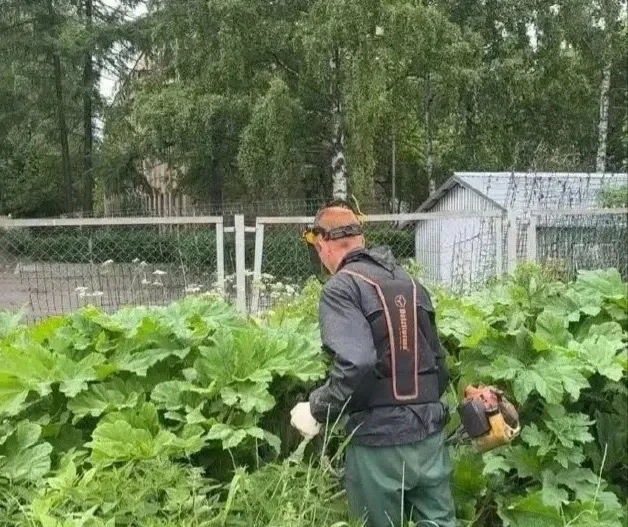 🌿 К уничтожению борщевика Сосновского приступили в Петрозаводске

Работы запланированы в местах про