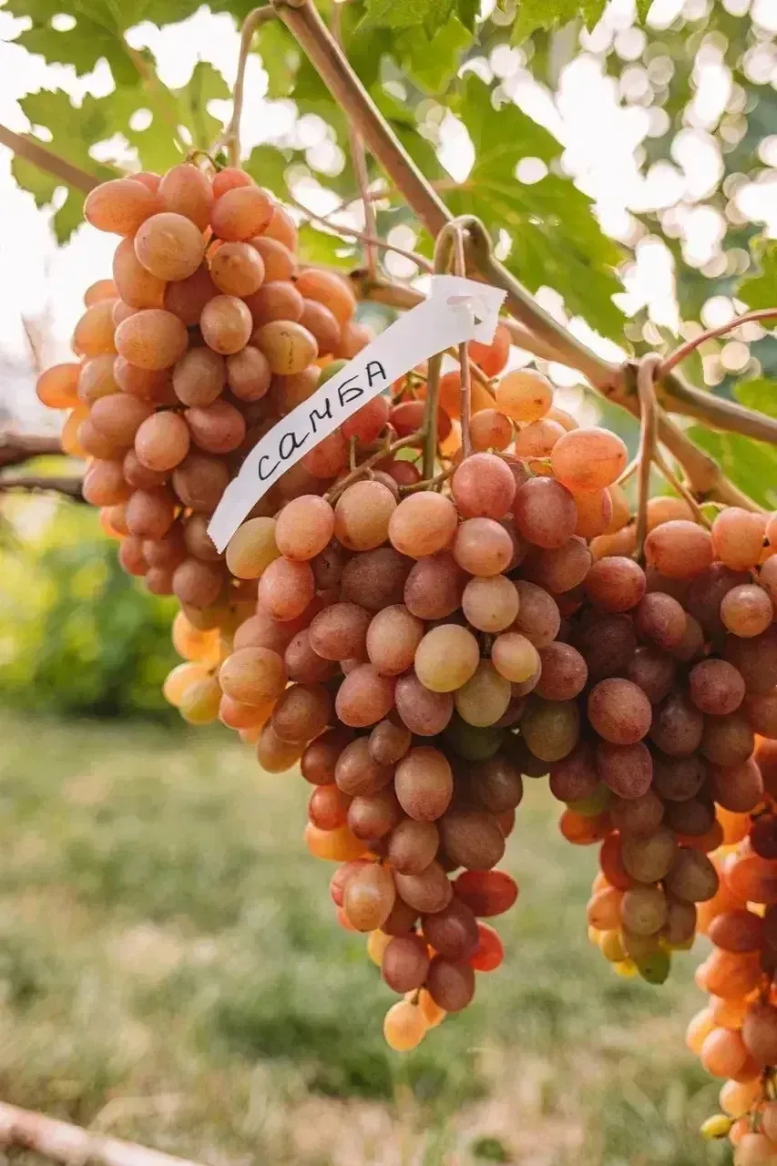 🍇 УЛЬЯНОВСКИЙ ВИНОГРАД: ПОВТОРЯЕМ НАШУМЕВШУЮ ЗАКУПКУ! 🍇

Мы рады объявить старт повторного сбора н
