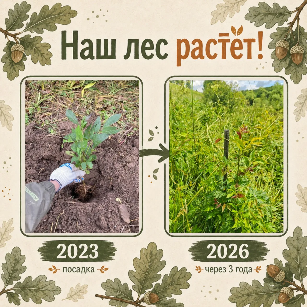 Смотрите, кто вырос

Слева на фото — те самые прутики, которые мы сажали осенью 2023 года. Тогда они