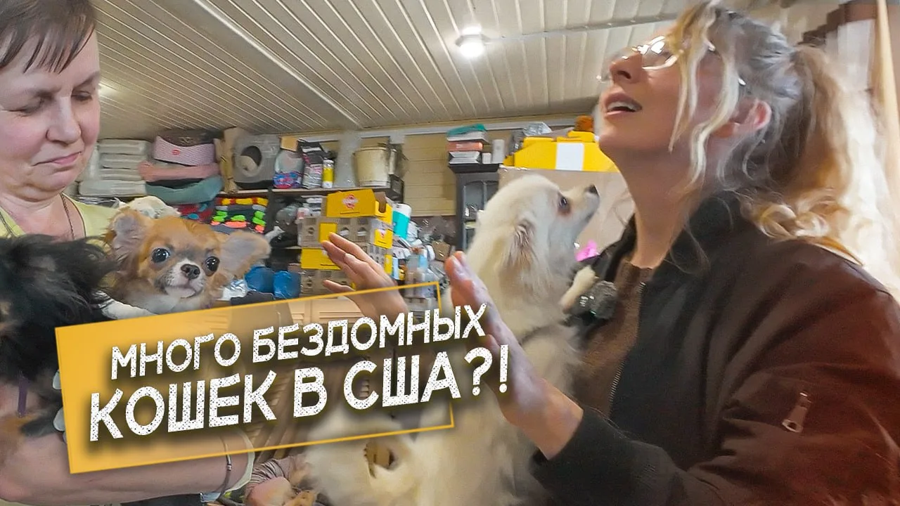 «Пушистый спецвыпуск!»
Хей, пушистохранители! 🐾
Вчерашний сюжет на YouTube — теперь уютно устроился
