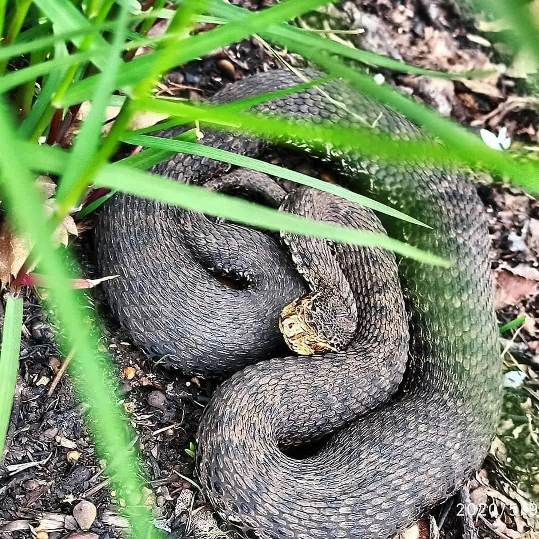 🐍🚨На острове Путятина женщину укусила ядовитая змея.