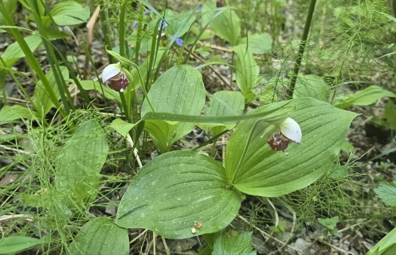 🌱 Настоящее чудо природы нашли на Увильдах!

Представьте: обычный плановый осмотр территории лагеря