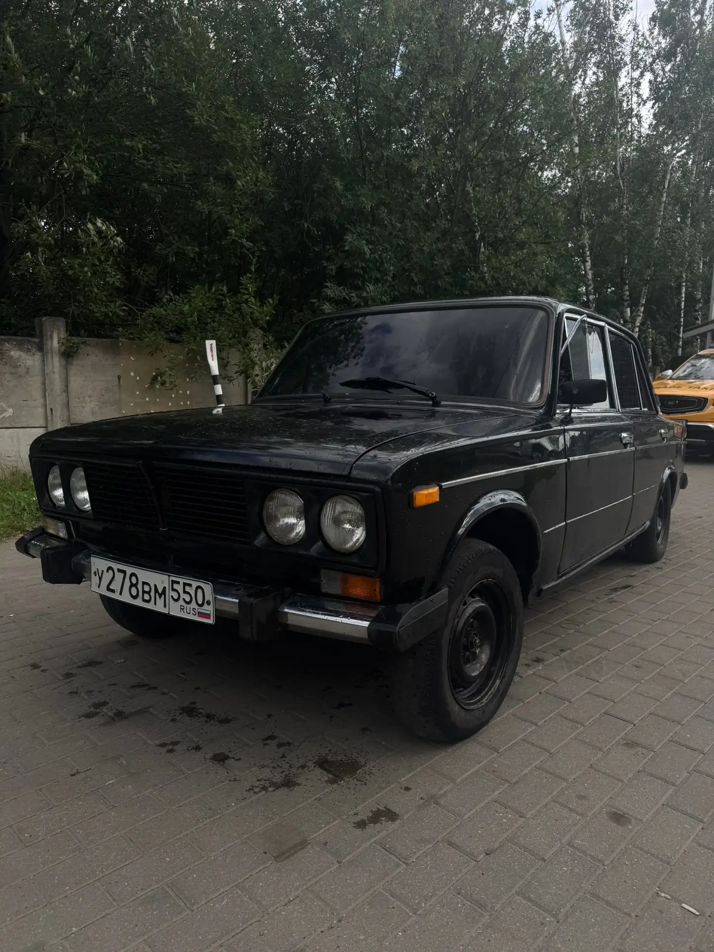 Живая шоха, 1.5