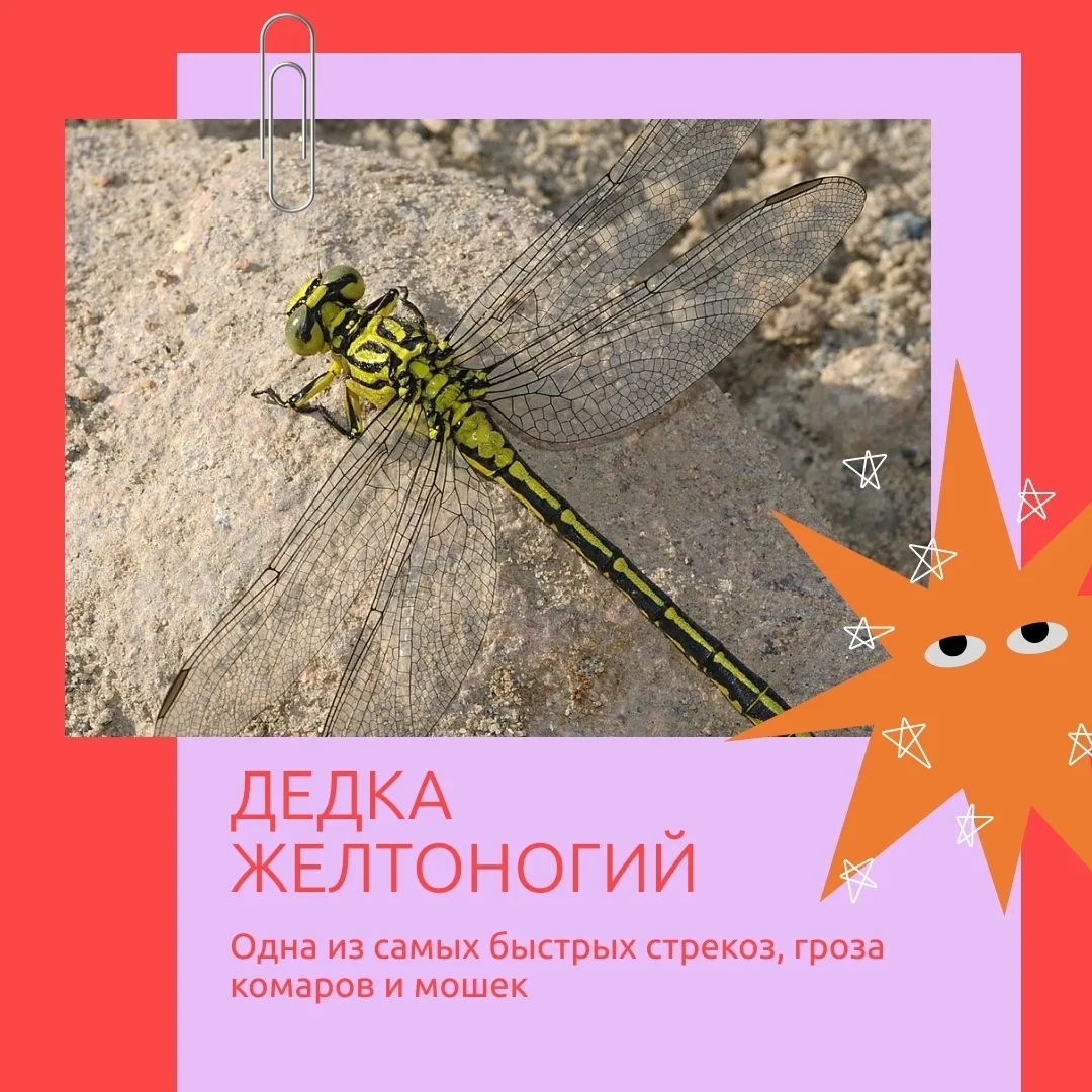 Удивительные названия астраханских насекомых

Привычные нам жуки и бабочки иногда носят забавные и с