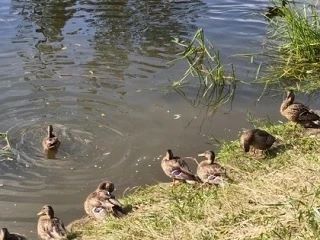 Дети на мощных электросамокатах стали чаще попадать в ДТП