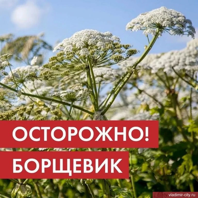 📍Внимание, борщевик!