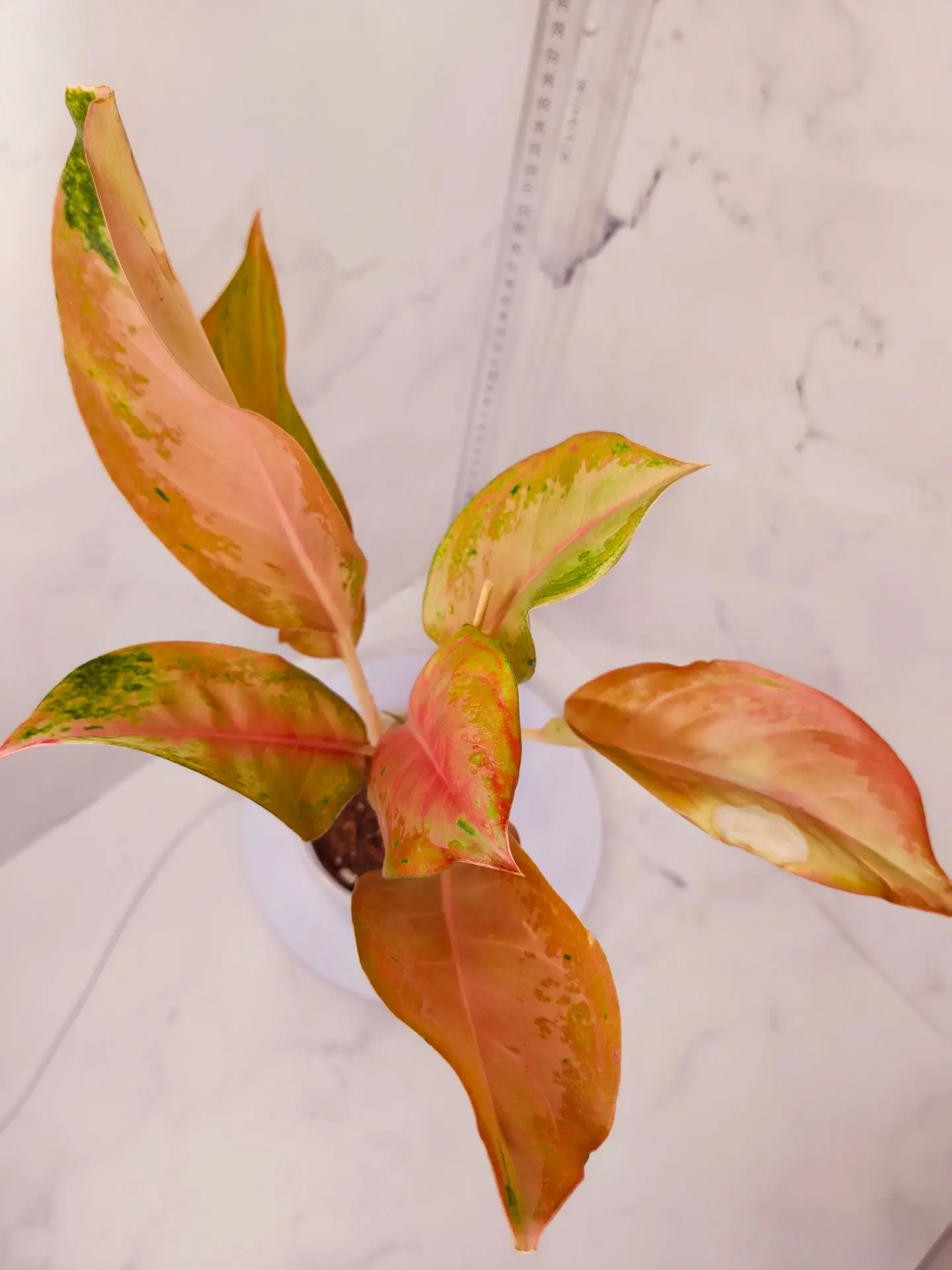 Аглаонема Ратанакосин (Aglaonema Rattanakosin или Amorn Rattana Gosin)